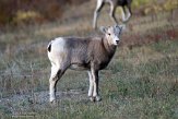 CABA1232459 Rocky-Mountainsdikhoornschaap / Ovis canadensis canadensis