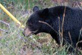 CABA1232468 Amerikaanse zwarte beer / Ursus americanus