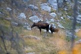 CABA1232919 eland / alces alces andersoni