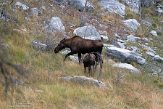 CABA1232933 eland / alces alces andersoni