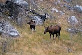 CABA1232947 eland / alces alces andersoni