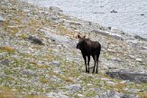 CABA1232983 eland / alces alces andersoni
