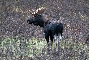 Jasper National Park