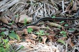 CABA1231583 Gewone kousenbandslang / Thamnophis sirtalis fitchi