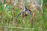 CABA1231611 geelsparchipmunk / Tamias amoenus