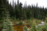 CABA1231641 Revelstoke National Park