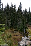 CABA1231644 Revelstoke National Park