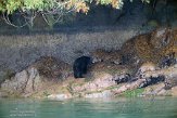 CABA1230490 Amerikaanse zwarte beer / Ursus americanus