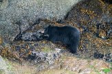 CABA1230503 Amerikaanse zwarte beer / Ursus americanus