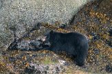 CABA1230505 Amerikaanse zwarte beer / Ursus americanus