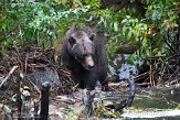 CABA1230522 grizzlybeer / Ursus arctos horribilis