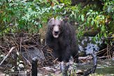 CABA1230534 grizzlybeer / Ursus arctos horribilis