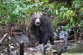 CABA1230535 grizzlybeer / Ursus arctos horribilis