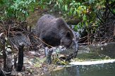 CABA1230544 grizzlybeer / Ursus arctos horribilis
