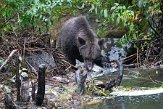 CABA1230547 grizzlybeer / Ursus arctos horribilis
