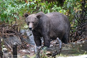 Vancouver Island