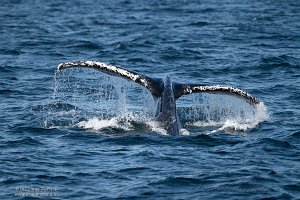 Whale Watch Tour Vancouver