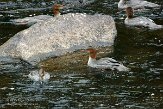 ON20150006 grote zaagbek / Mergus merganser americanus