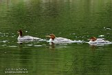 ON20150017 grote zaagbek / Mergus merganser americanus