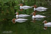 ON20150023 grote zaagbek / Mergus merganser americanus