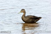 ON20150033 Amerikaanse zwarte eend / Anas rubripes Two Rivers beach, Algonquin Provincial Park