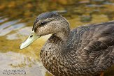 ON20150035 Amerikaanse zwarte eend / Anas rubripes Two Rivers beach, Algonquin Provincial Park