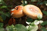 ON20150046 paddestoel, Algonquin Provincial Park