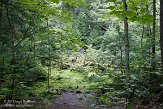 ON20150101 Hardwood Look Out Trail, Algonquin Provincial Park