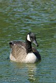 ON20151314 grote Canadese gans / Branta canadensis