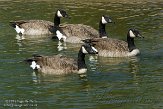 ON20151316 grote Canadese gans / Branta canadensis