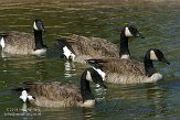 ON20151317 grote Canadese gans / Branta canadensis