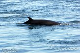 QC20150361 dwergvinvis / Balaenoptera acutorostrata