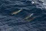 GBCW2090028 gewone dolfijn / Delphinus delphis