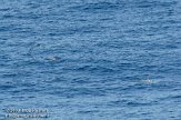 GBCW3090156 dolfijn van Cuvier / Ziphius cavirostris