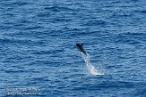 GBCW3090164 gestreepte dolfijn / Stenella coeruleoalba