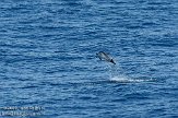 GBCW3090165 gestreepte dolfijn / Stenella coeruleoalba