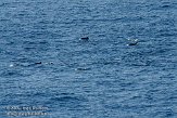 GBCW3090174 gestreepte dolfijn / Stenella coeruleoalba