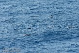 GBCW3090178 gestreepte dolfijn / Stenella coeruleoalba