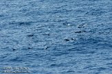 GBCW3090179 gestreepte dolfijn / Stenella coeruleoalba