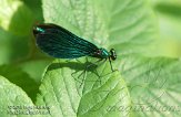 BSH01135336 bosbeekjuffer / Calopteryx virgo