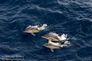 Bay of Biscay