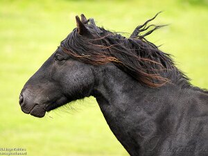Dartmoor