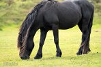 GBDN124003 Dartmoorpony