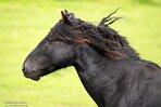 GBDN124057 Dartmoorpony