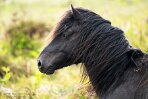 GBDN124060 Dartmoorpony