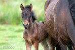 GBDN124073 Dartmoorpony