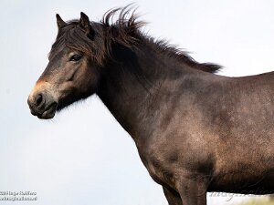 Exmoor