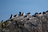 GBSC01220171 papegaaiduiker / Fratercula arctica grabae