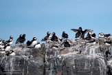 GBSC01220172 papegaaiduiker / Fratercula arctica grabae