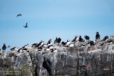 GBSC01220174 papegaaiduiker / Fratercula arctica grabae